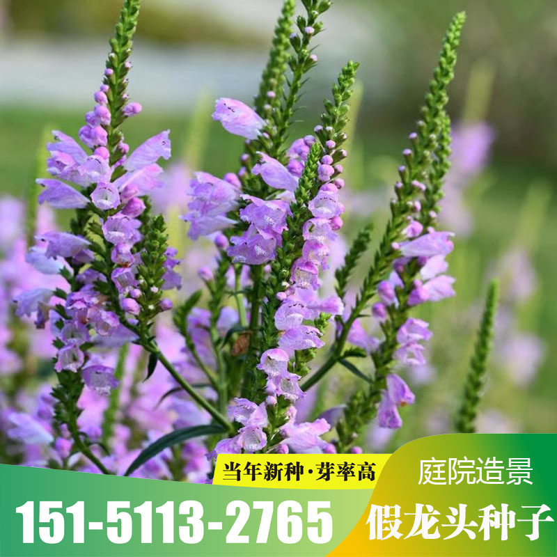 假龙头种子景观绿化花卉种子背景花海花籽露地被植物花坛摄影包邮