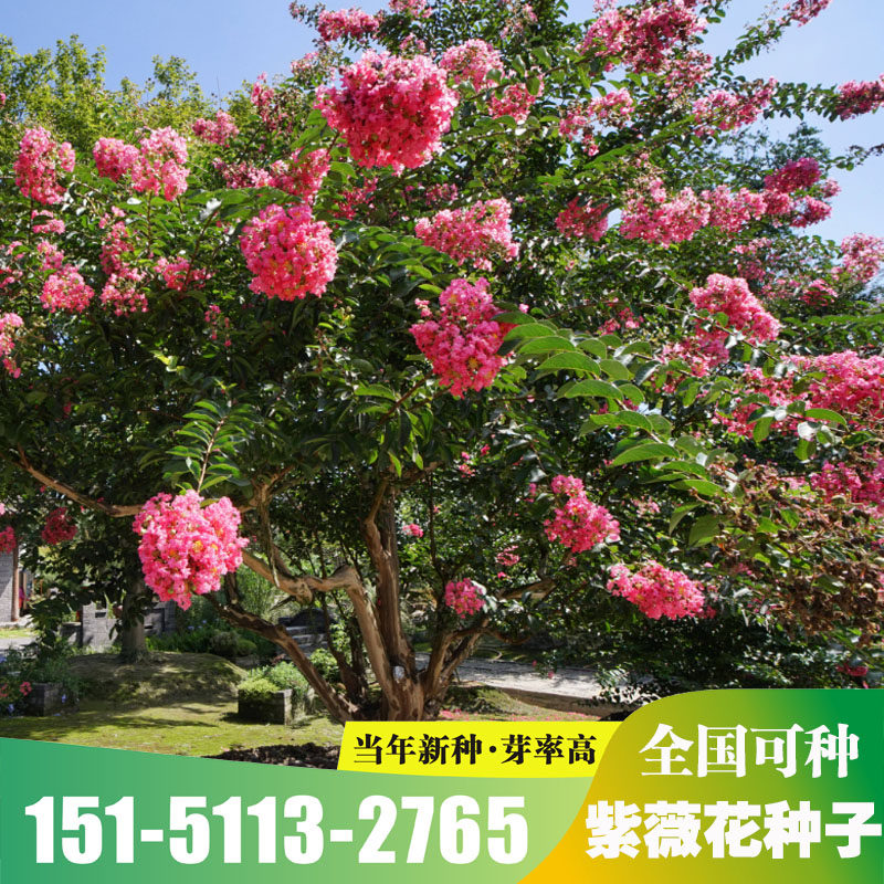 紫薇花树庭院老桩花卉盆栽植物室内外种子植丛生花苗盆景包邮