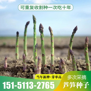 高产芦笋种子种籽苗根高产四季种植高产菜苗孑多年生蔬菜菜种卢笋