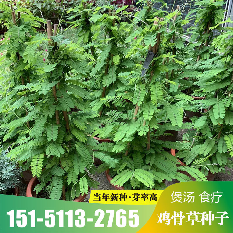 广西鸡骨草种子大黄草野生中药材鸡骨草种籽广东煲汤料下火大小叶