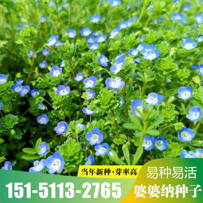 阿拉伯婆婆纳种子 耐寒花籽 种子花海四季易播园林绿化景观花包邮