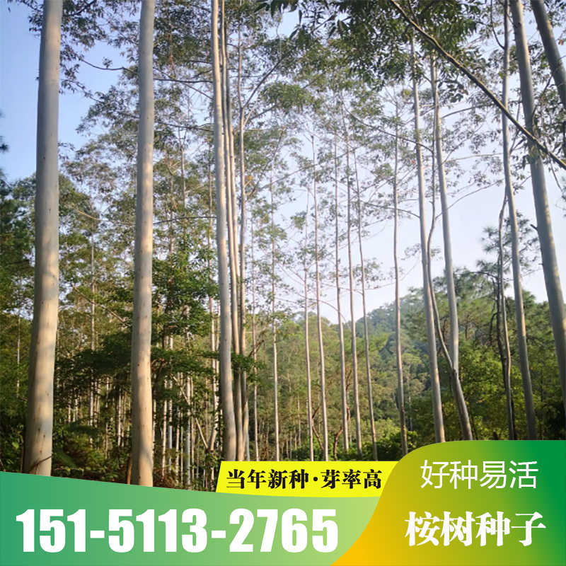 桉树种子细尾叶巨桉蓝桉澳大利亚杏仁桉大叶速生桉树包邮