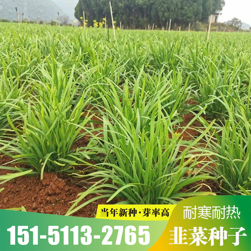 四季韭菜种子室内阳台盆栽蔬菜种子大棚种植韭菜籽白根红种籽包邮