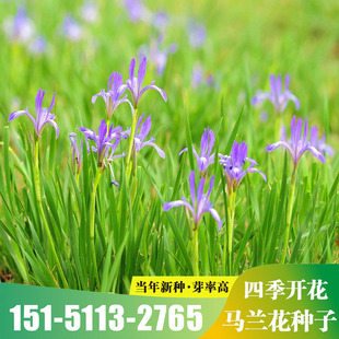 马兰花四季播种多年生宿根花草种子耐旱耐涝耐盐碱适应性强花籽
