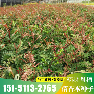 新采清香木种子现采青香木种籽冷库储存清香木树提神醒脑驱蚊香草
