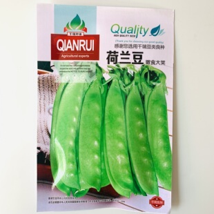 荷兰豆种子豌豆尖种籽大全荷兰豆种籽蔬菜苗种孑农家菜籽四季菜种