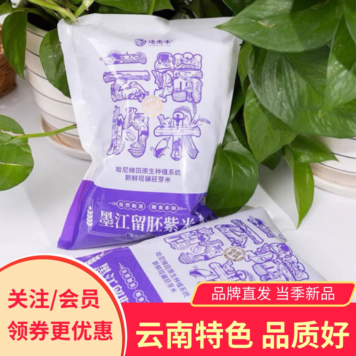 逐南味墨江留胚紫米云端的米新米粗粮大米煮饭袋装礼盒装云南特产
