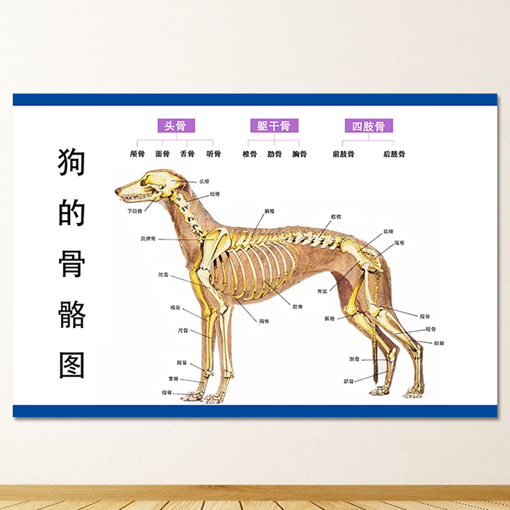 狗的骨骼图装饰解剖图宠物店装饰宠物诊所医院贴墙宣传挂图776