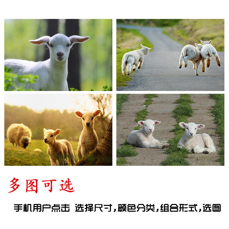 海报定做可爱小羊小绵羊动物贴画动物世界图片小山羊早教贴墙画