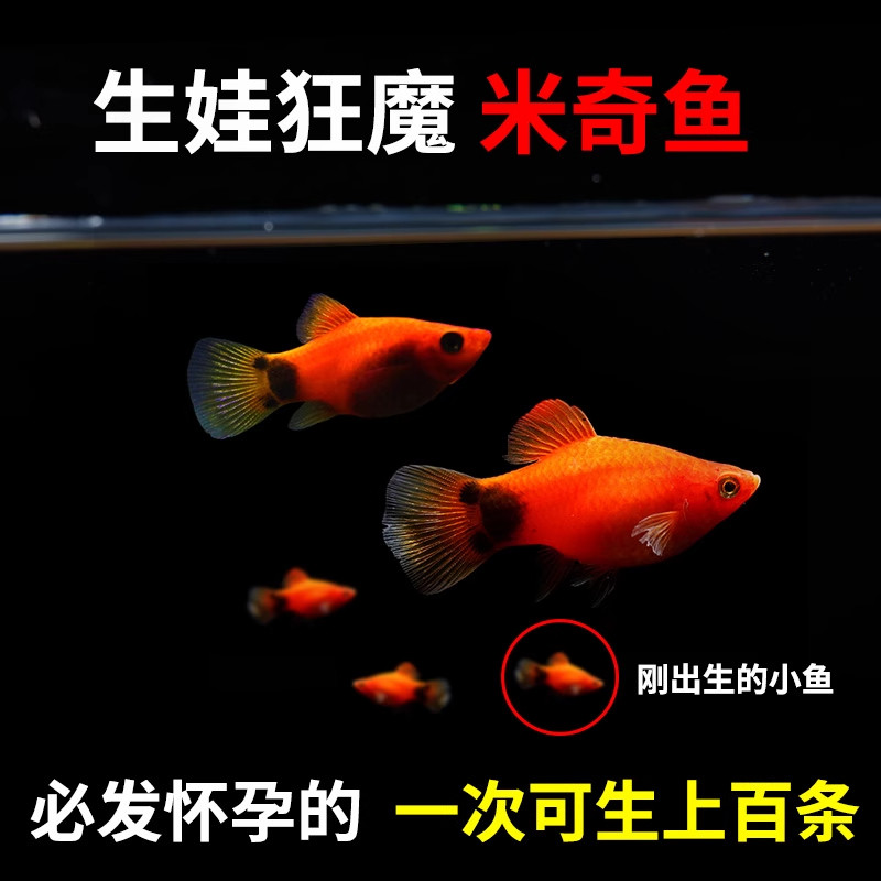 精品红米奇鱼孔雀鱼古法溪流观赏