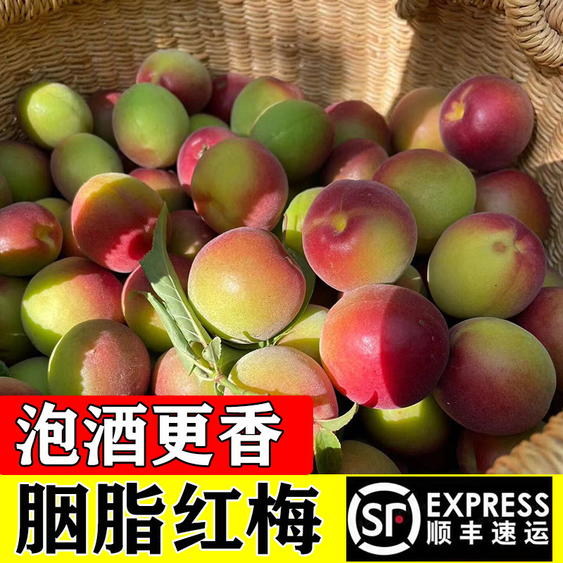 云南新鲜胭脂红梅高山青梅鲜果现摘胭脂梅泡酒鲜梅子酵素梅青梅果