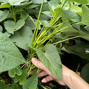 泉水种植福薯18蔬菜专吃叶子品种红薯叶地瓜叶 苕尖庭院学校阳台