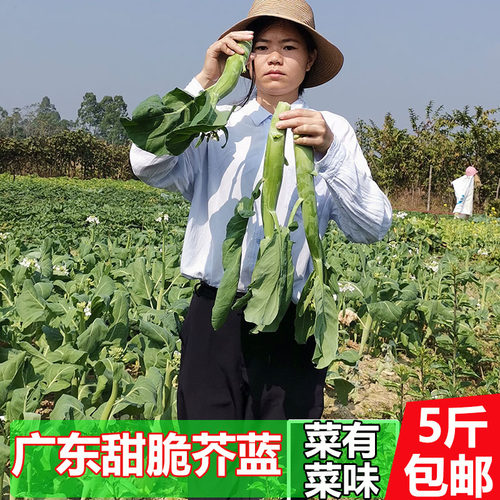 3-5斤广东大芥蓝芥兰新鲜蔬菜  爽脆甜菜心现摘现发3斤炒腊肉