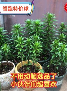 高性价比特价多颗捡漏香水百合花种球重瓣麝香铁炮精品盆栽花卉