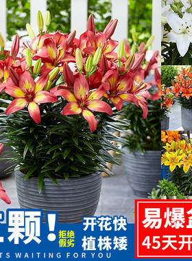 预卖荷兰进口阳台庭院百合种球