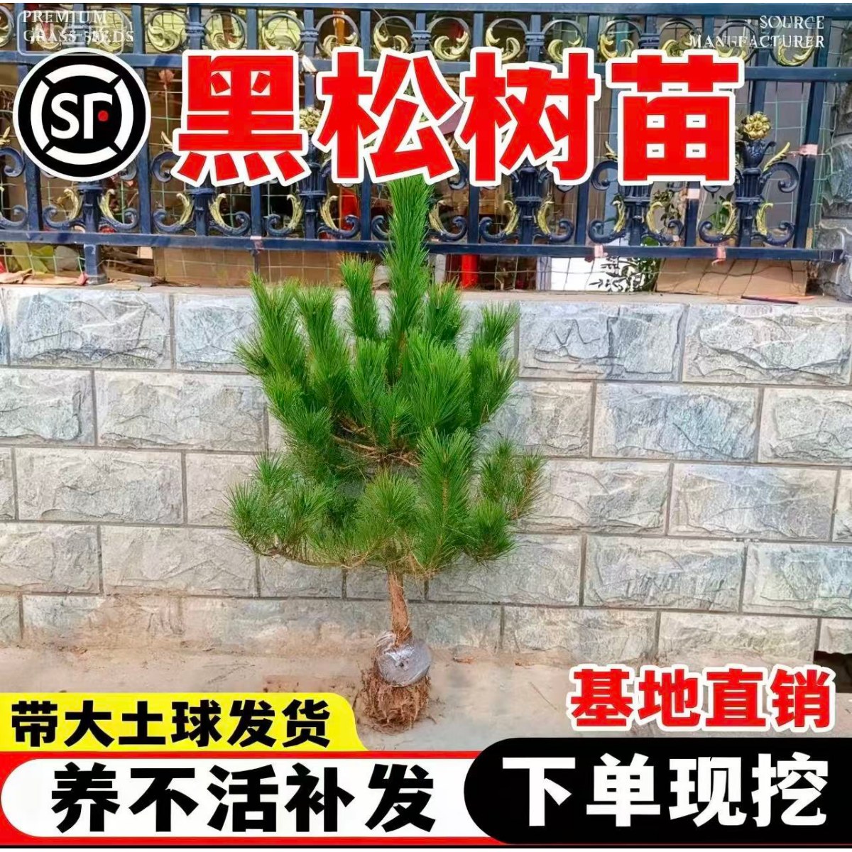 黑松树黑松大树基地直销四季常绿黑松小苗黑松苗黑松床苗松树苗