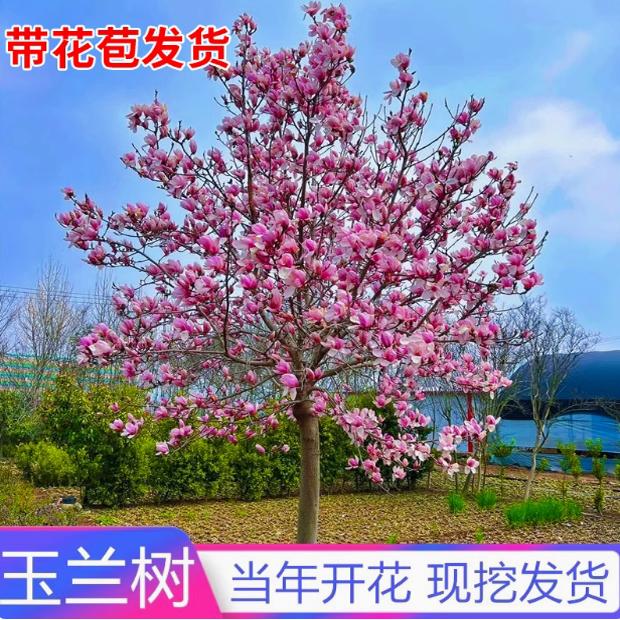 玉兰花树苗红白紫广玉兰室外别墅庭院四季花卉盆栽绿化大树带花苞
