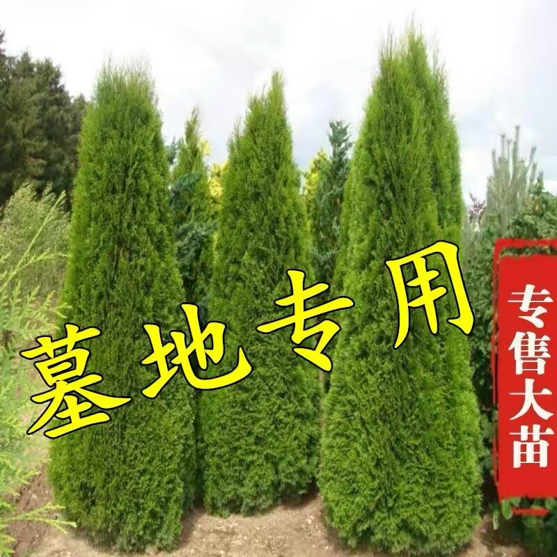 塔柏树苗松树苗侧柏树苗宝塔松柏树苗松柏树苗侧柏树苗四季常青树图片