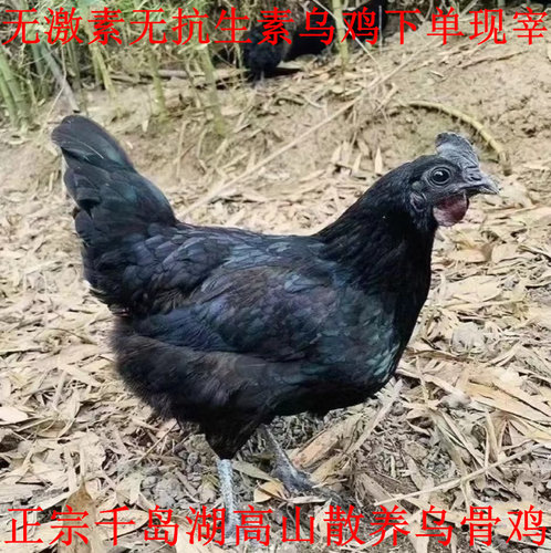 千岛湖高山散养乌骨鸡土乌鸡现杀