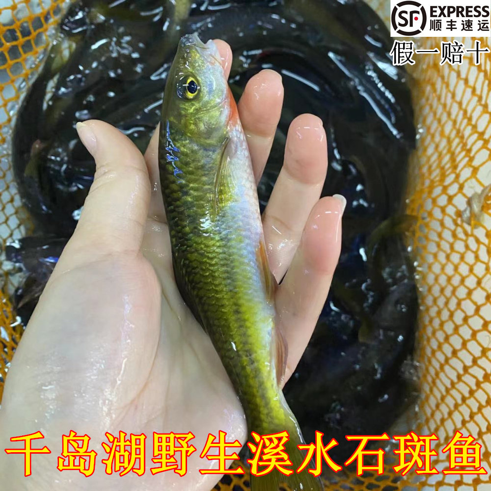 正宗千岛湖溪水石斑鱼鲜活光唇鱼淡水溪水鱼石坑鱼节斑鱼活鱼现杀