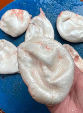 正宗千岛湖有机鱼胖头鱼鱼泡活鱼现杀取泡鱼鳔鱼肚鱼胶胶原蛋白脂