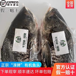 官方认证千岛湖淳牌有机鱼鱼头原生态胖头鱼鲜活淡水鲢鱼活鱼现杀