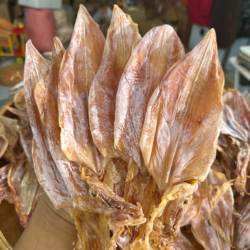 正宗小岞手钓鱿鱼公淡晒可炖汤烧烤白灼沾芥末