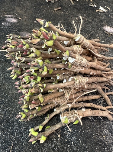 洛阳牡丹嫁接苗重瓣精品观赏牡丹5棵发货多色包对版包邮现接