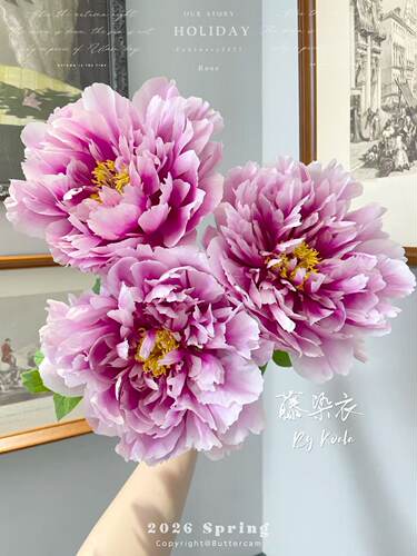 正宗洛阳牡丹鲜切花重瓣大花现采