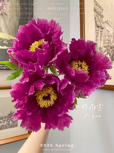 正宗洛阳牡丹鲜切花重瓣大花现采