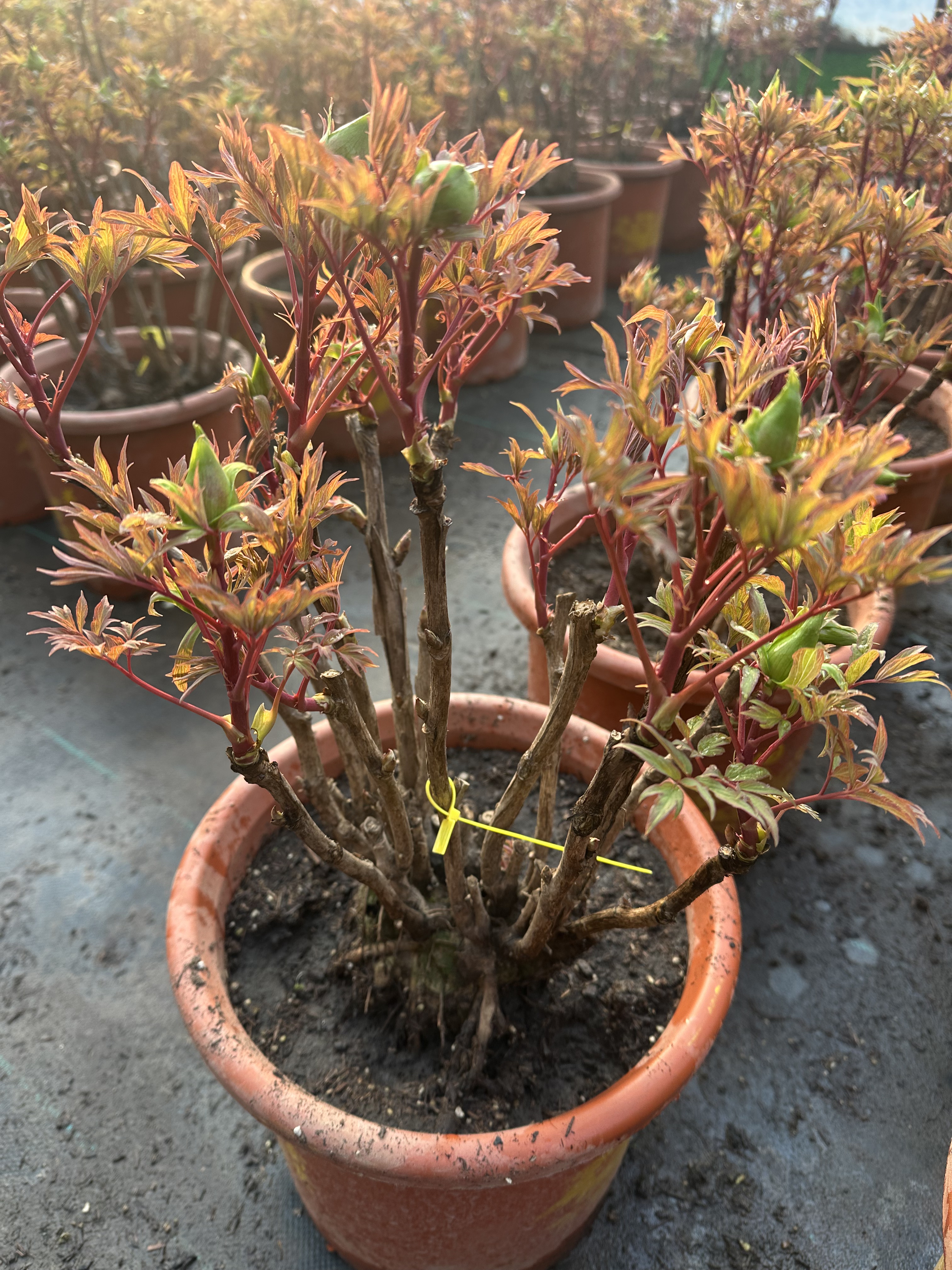 牡丹鲜花盆栽正宗对版洛阳观赏重瓣含苞待放带花苞带盆原盆发货,鲜花速递/花卉仿真/绿植园艺,时令草本花卉,淘宝优惠券,粉丝福利购,淘宝优惠卷