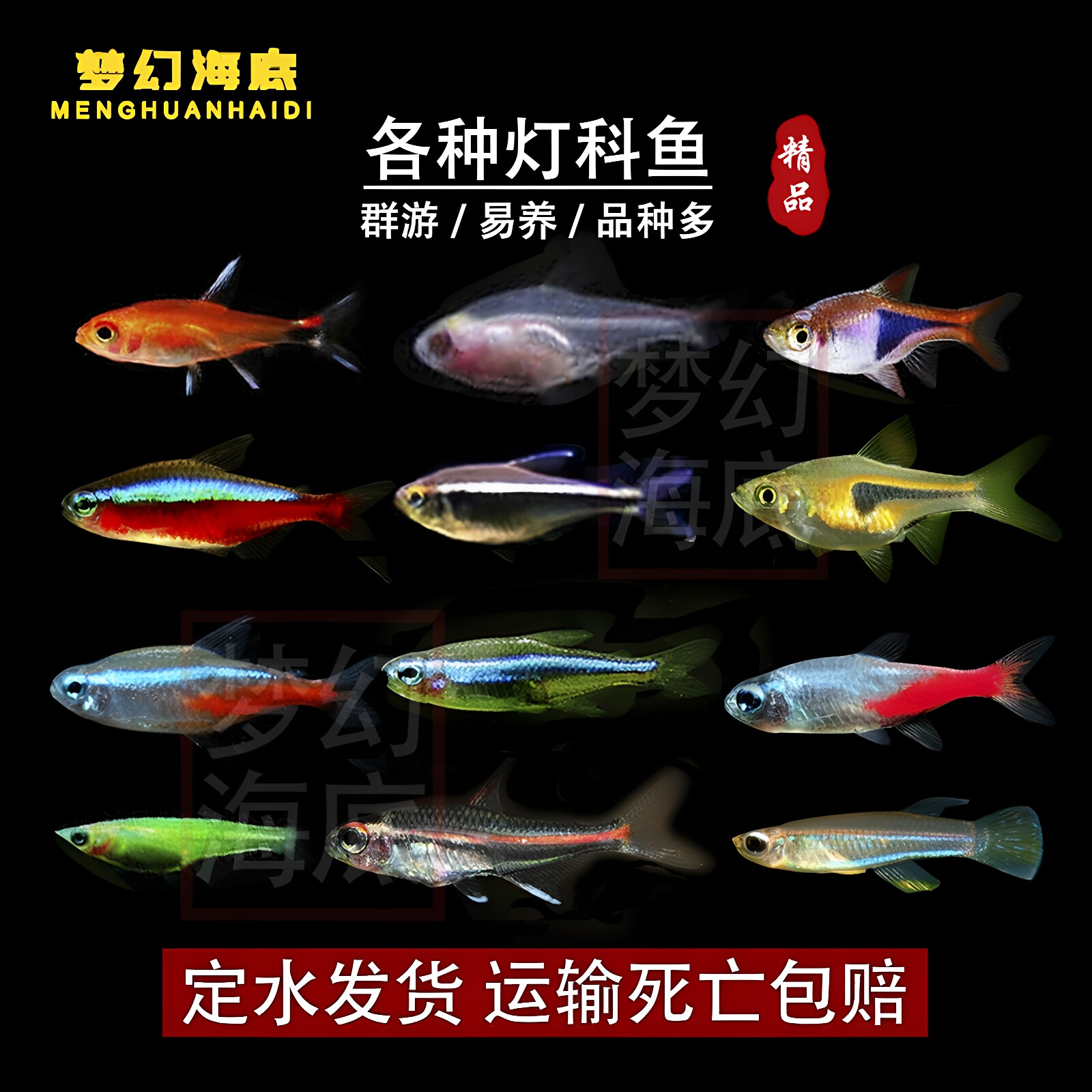灯鱼热带观赏鱼淡水小型活体鱼苗图片