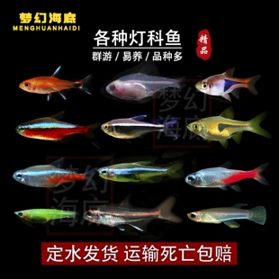 灯科鱼热带观赏鱼宝莲灯喷火灯斑马红鼻剪刀鱼活体小型鱼苗好养活
