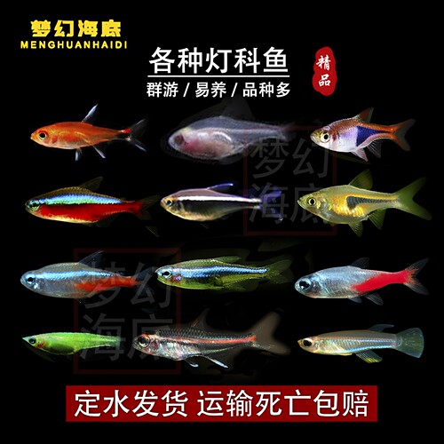 灯鱼热带观赏鱼淡水小型活体鱼苗