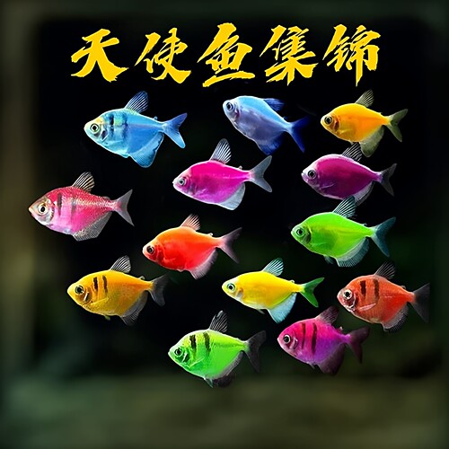 糖果色天使鱼精品观赏鱼荧光天使
