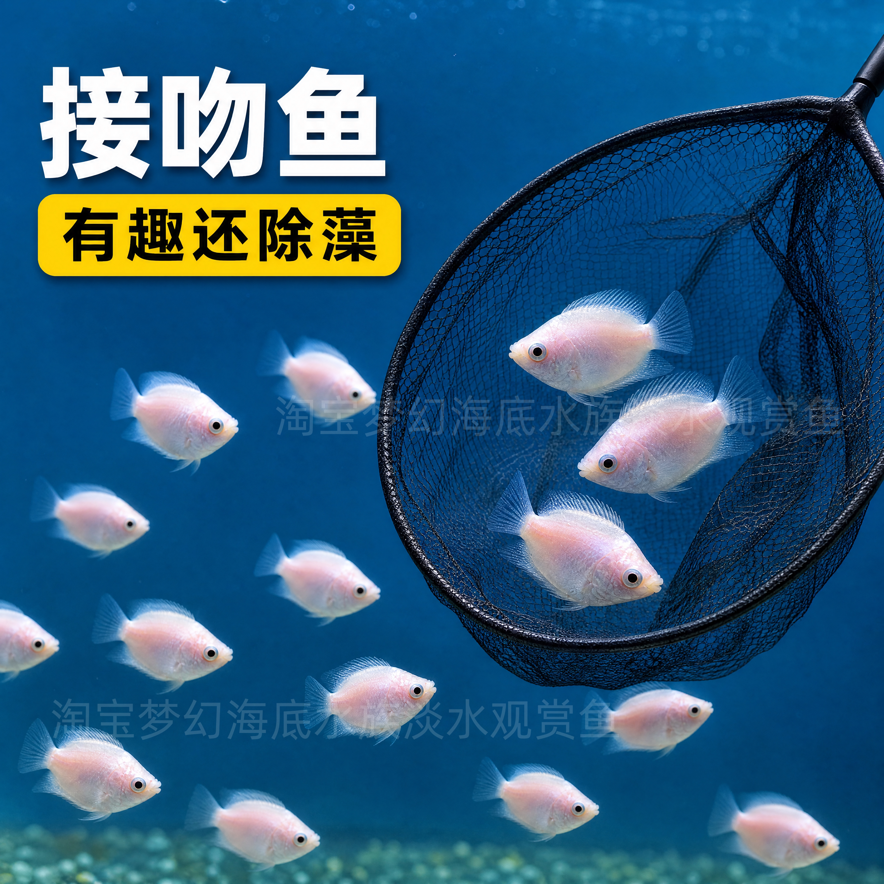 接吻鱼热带观赏小型亲嘴鱼新手好养活体宠物淡水鱼不打氧原生