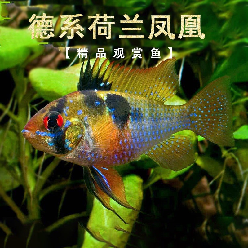 短鲷鱼淡水热带鱼卵生