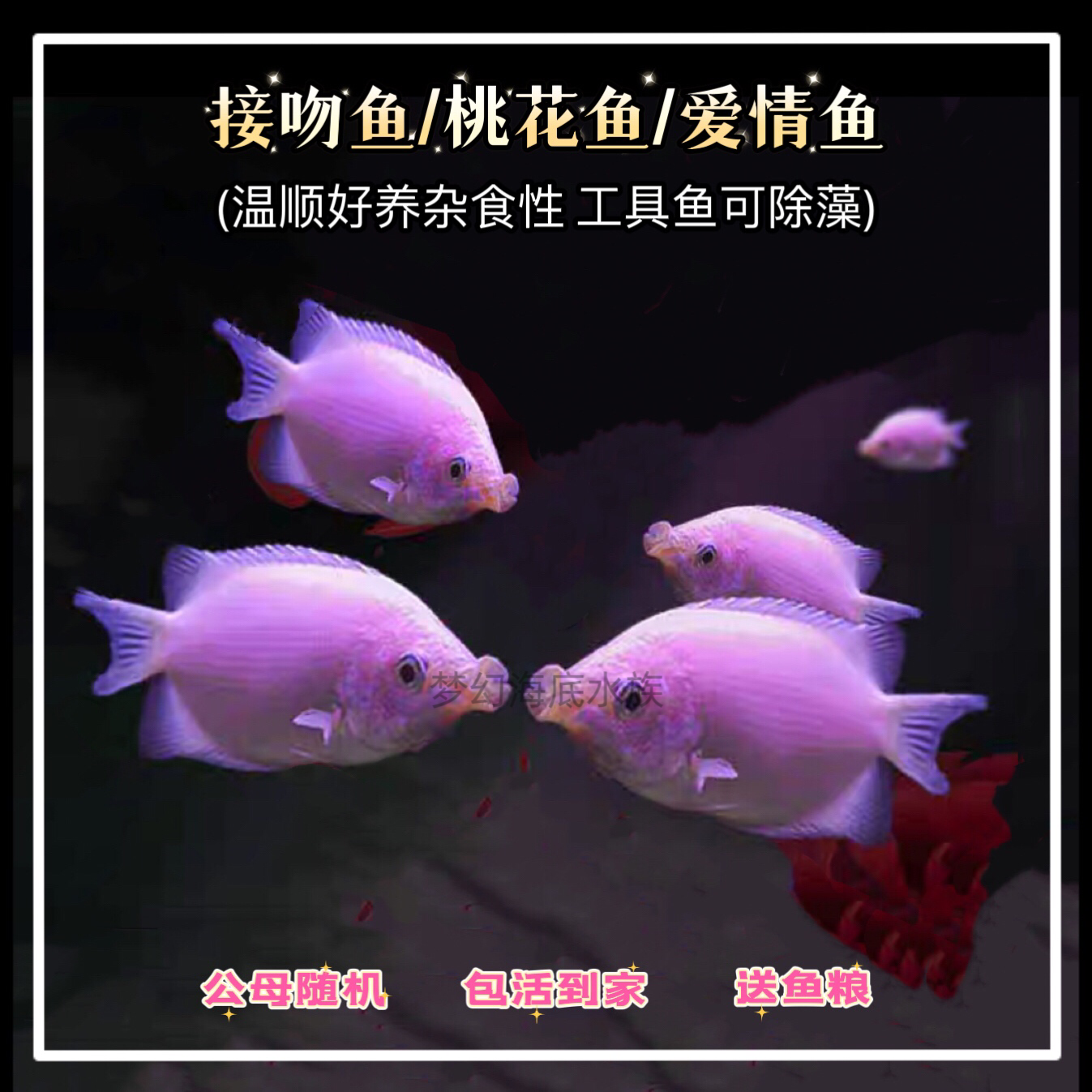 接吻鱼小型热带淡水鱼奇特有趣