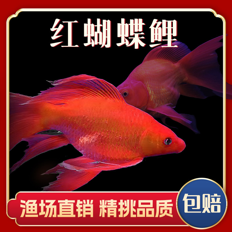红色蝴蝶鲤鱼球体锦鲤贵妃火红龙凤蝶鲤大鳍长尾观赏鱼苗冷水活体