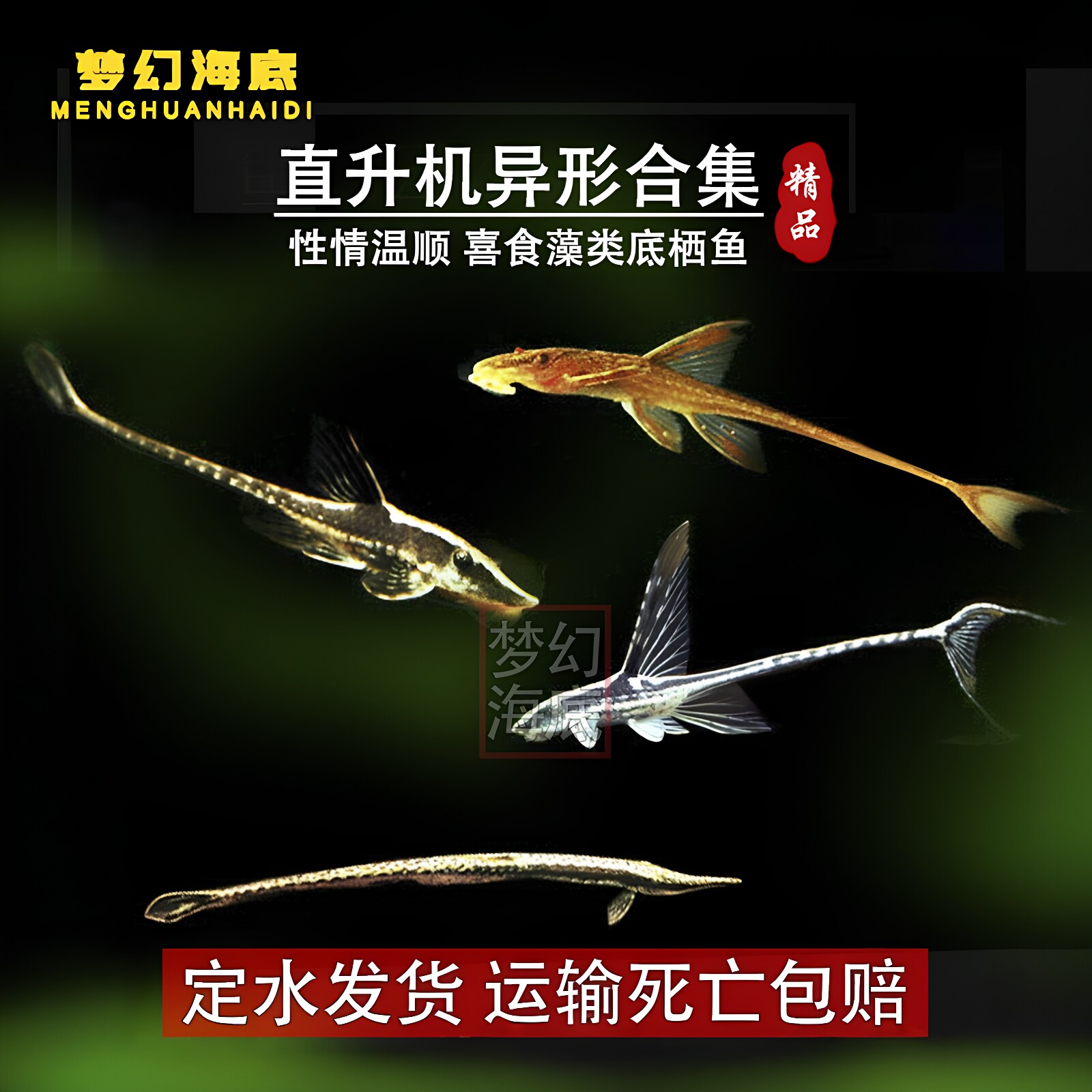 皇冠直升机异型鱼红蜻蜓底栖除藻