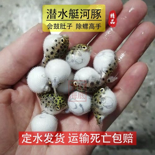 大金娃娃鼓肚子河豚鱼热带观赏鱼