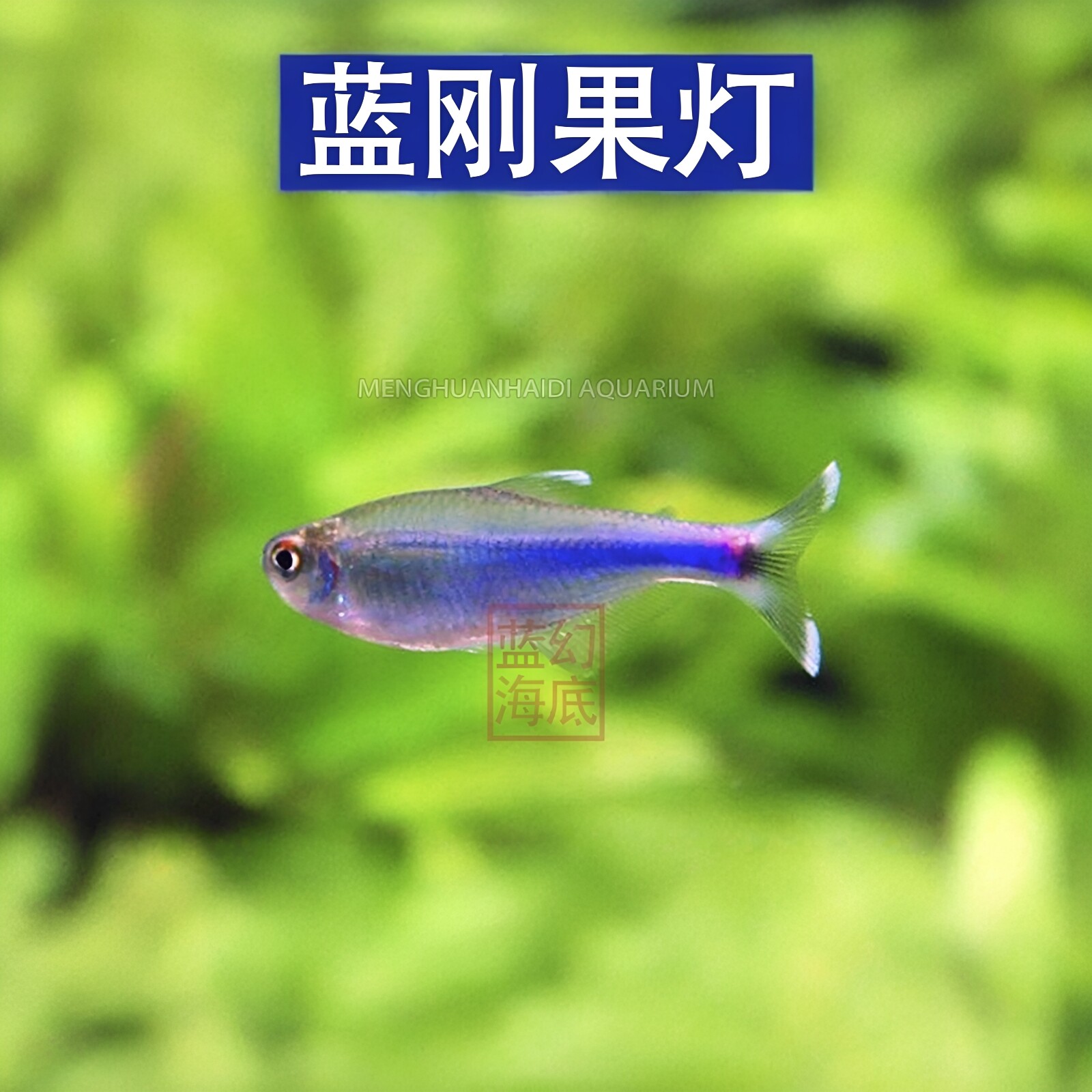 蓝刚果灯淡水淡蓝色鱼