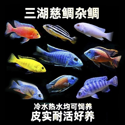 淡水慈鲷坦鲷岩栖小型热带观赏鱼