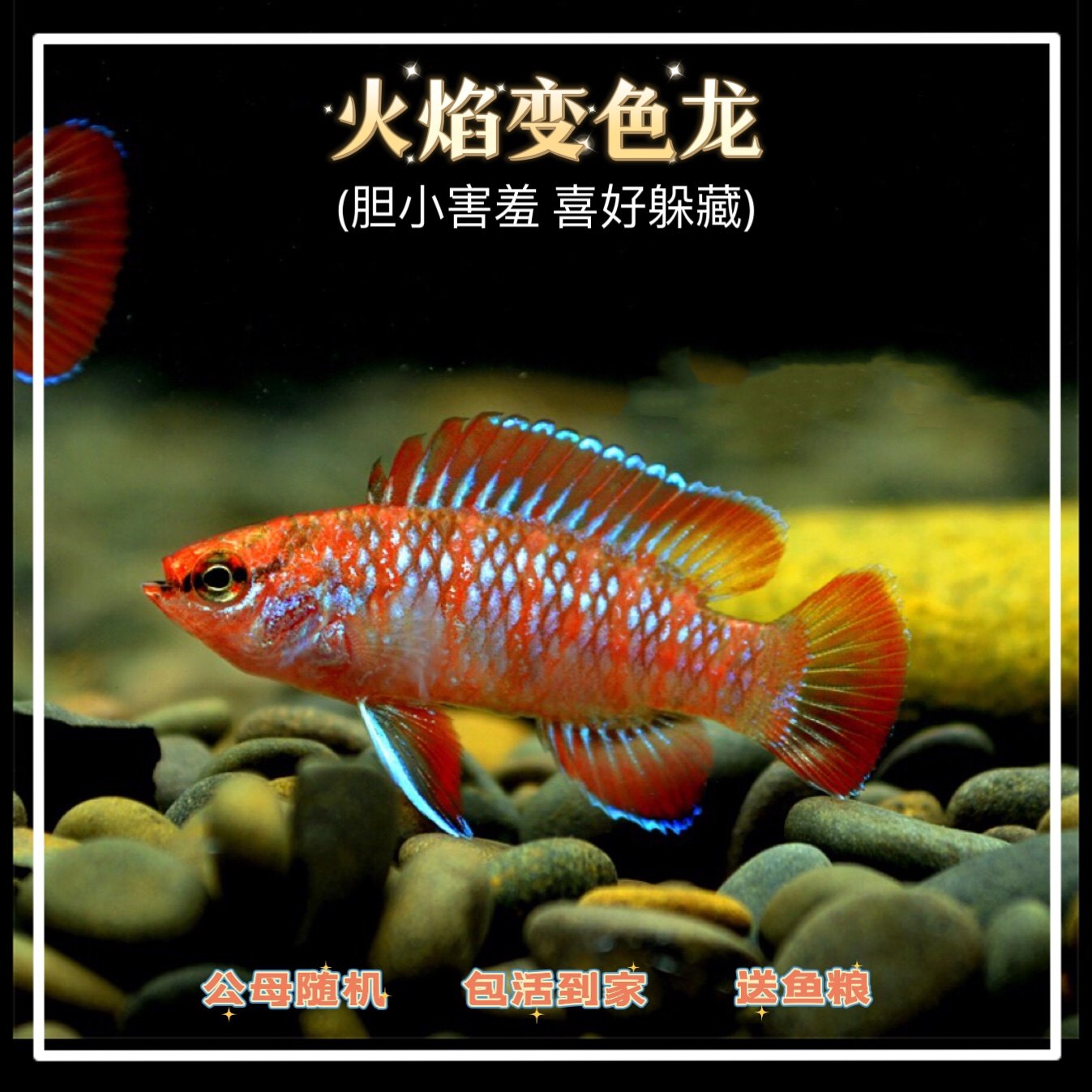 火焰变色鱼龙迷鳃鱼小型热带观赏鱼草缸包活中层鱼淡水鱼攀鲈科