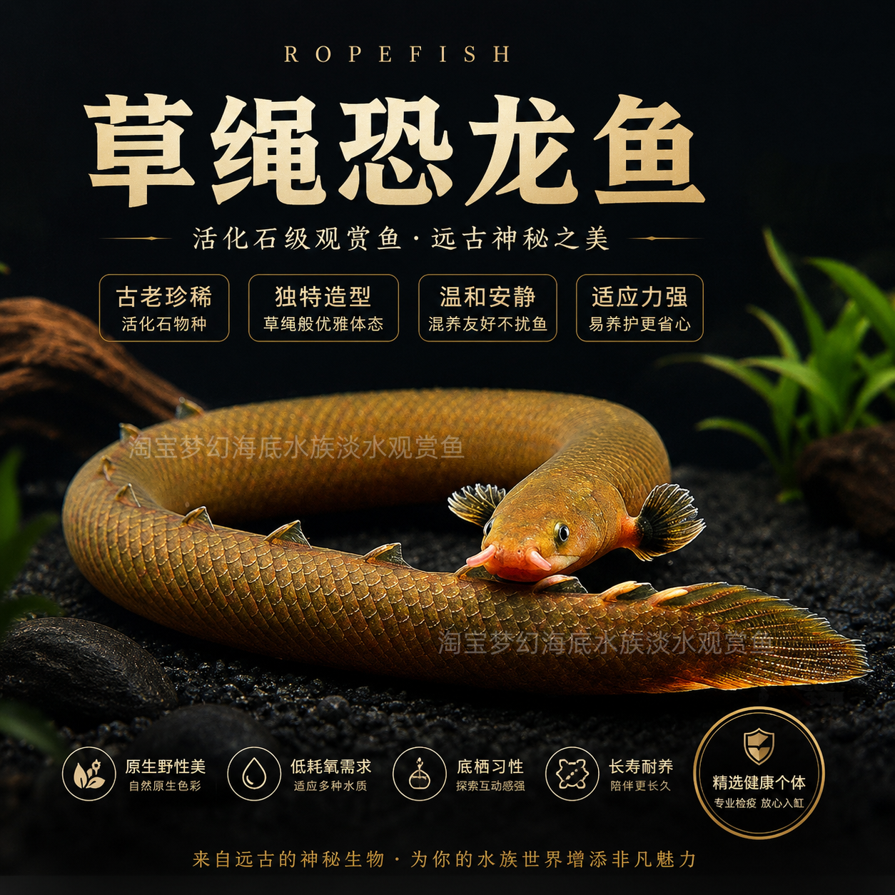 草绳恐龙鱼古代鱼热带观赏鱼九角龙活体淡水鱼水族宠物稀有奇特鱼