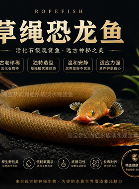 稀有奇特草绳恐龙鱼热带鱼淡水鱼