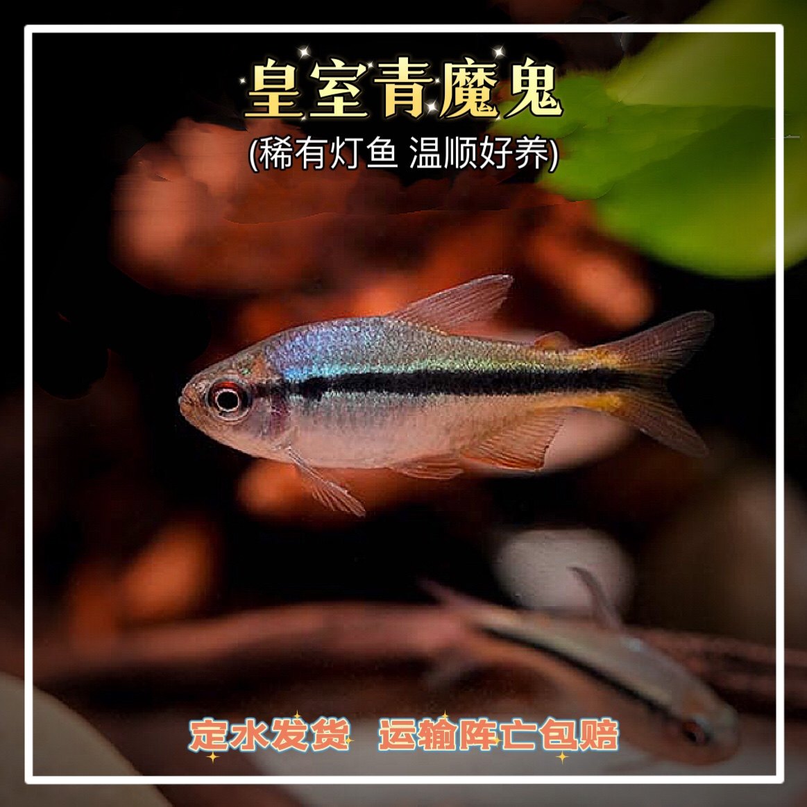 皇室青魔鬼高端灯鱼南美草缸群游小型热带鱼帝王蓝带魔鬼灯科鱼