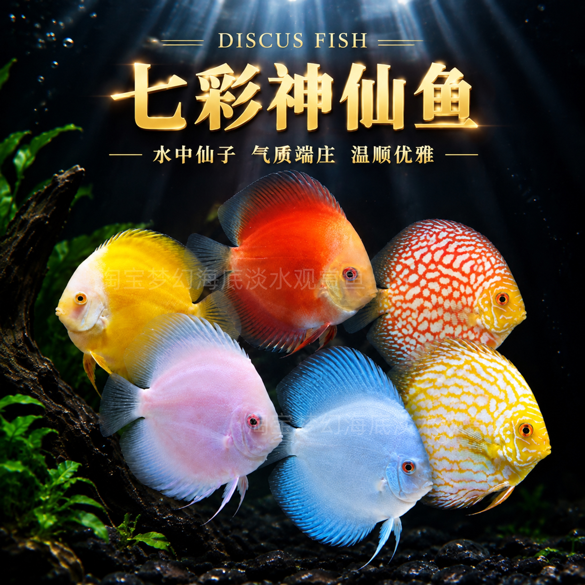 七彩神仙阿莲卡活体热带鱼