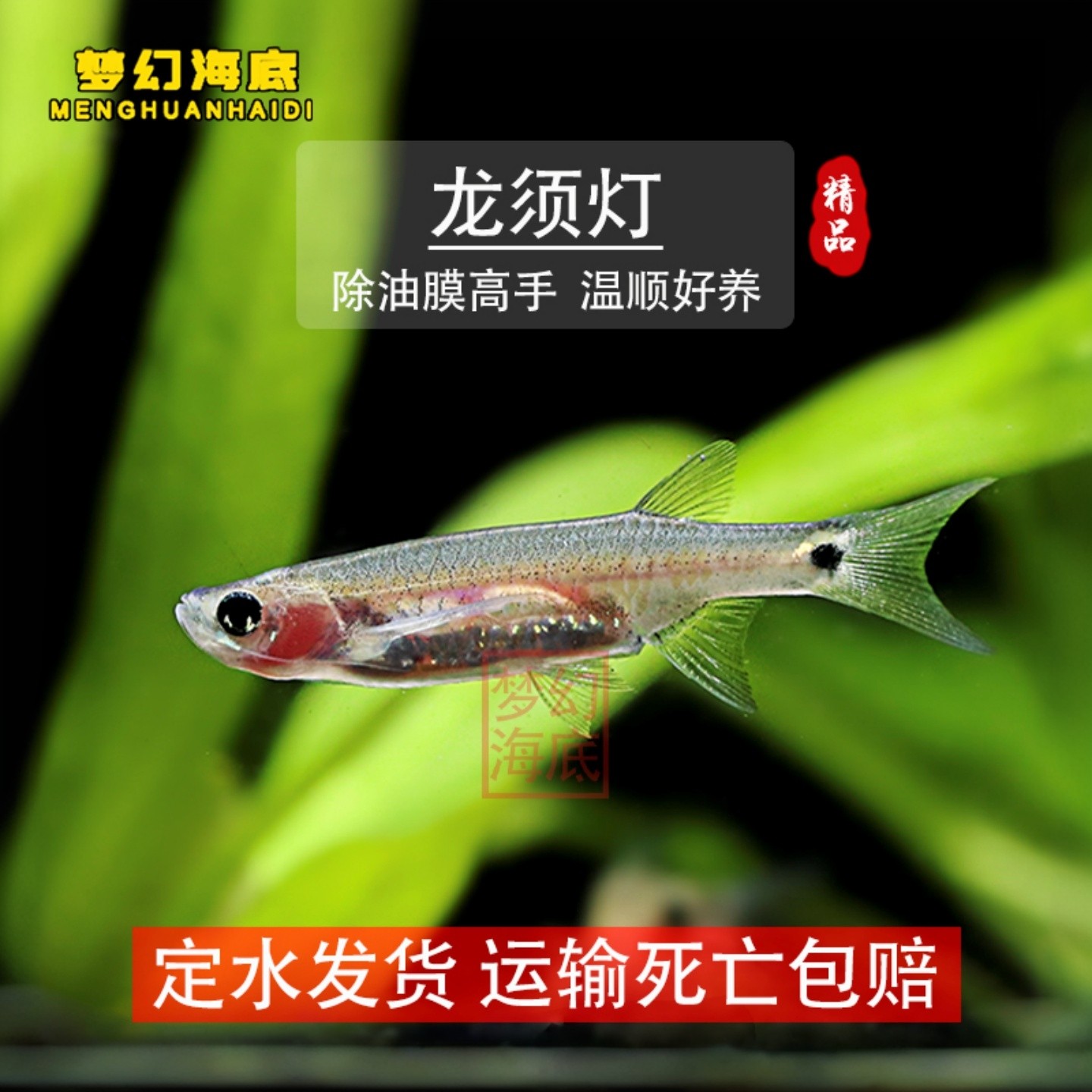 龙须灯鱼上层工具鱼除油膜小型热带鱼观赏鱼活泼喜群居灯科鱼类,宠物/宠物食品及用品,鱼,淘宝优惠券,粉丝福利购,淘宝优惠卷