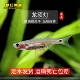 龙须灯鱼上层工具鱼除油膜小型热带鱼观赏鱼活泼喜群居灯科鱼类